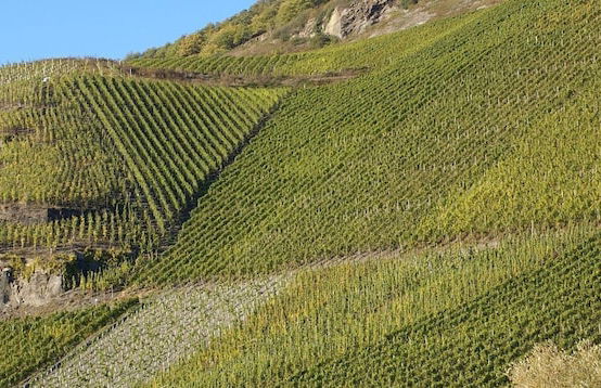 Weinvilla Heinrichshof - Foto 27