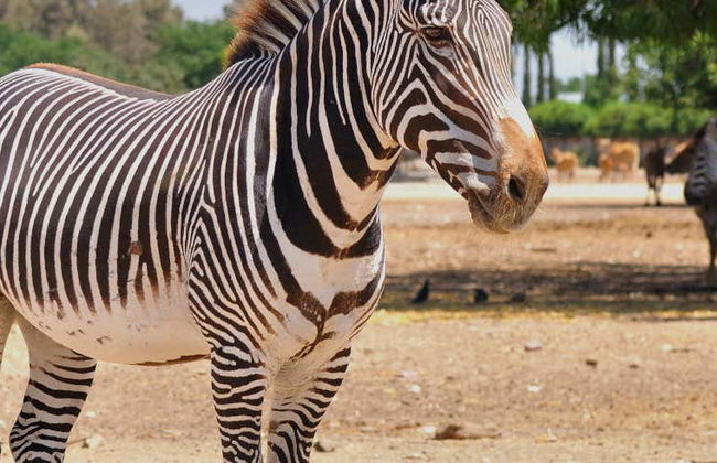 Escursione al Bioparco Estrella Monterrey - Foto 1