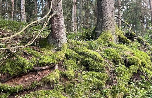 Żurawi klangor - dom z sauną i jacuzzi - Foto 36
