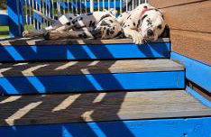 Glen Bay - 2 Bed Lodge on Friendly Farm Stay with Private Hot Tub - Foto 75