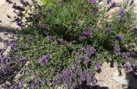 Drnis Dream House - Foto 23