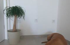 Villa Thalia - Foto 53