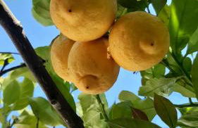 Casa da Amoreira - Barragem de Montargil - Foto 40