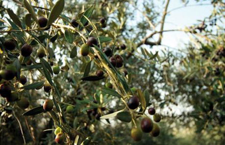 Agriturismo Le Fornase - Foto 44