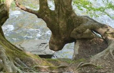 Domki pod Kiczerą w Baligrodzie, Bieszczady - Foto 32