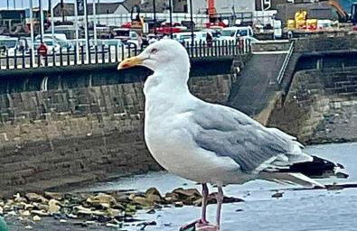 Flat 1 12 Pendarves Rd Penzance - Foto 8