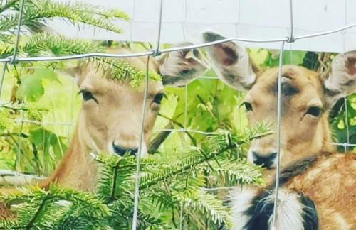 Babie Lato - Foto 37