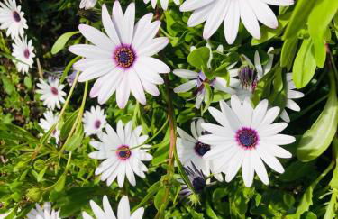 STUDIO POOL HOUSE 2 ETOILES VUE MER PANORAMIQUE AMAZING SEA VIEW WIFI LINGE LINEN INCLUS AIRCONDITIOn - Foto 35