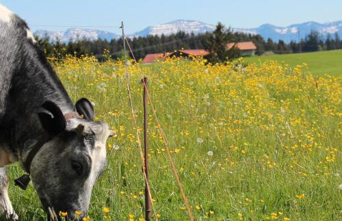Allgäu Ferienhof Schönberger - Photo 27