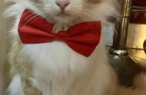 PiazzaItaliaSuite appartamento con terrazza - Foto 27