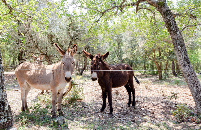 Les Campaou - Foto 6