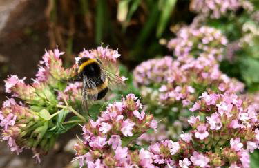 Pheasant Cottage - Foto 25