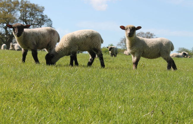 Colston Hall Cottages - Foto 37