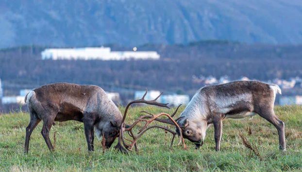 Excursão ao fiorde e ilha de Kvaløya - Foto 5, Renas na paisagem enquanto passamos