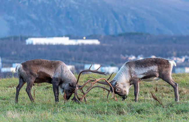 Excursão ao fiorde e ilha de Kvaløya - Foto 5