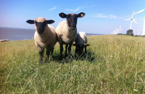 5 Sterne Ferienwohnung Cattaleya - Photo 27