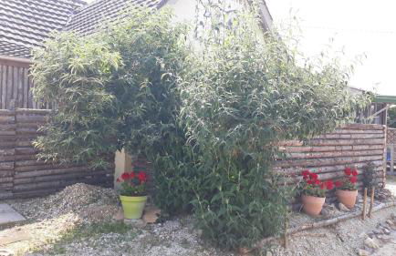 prehistogite - Foto 23