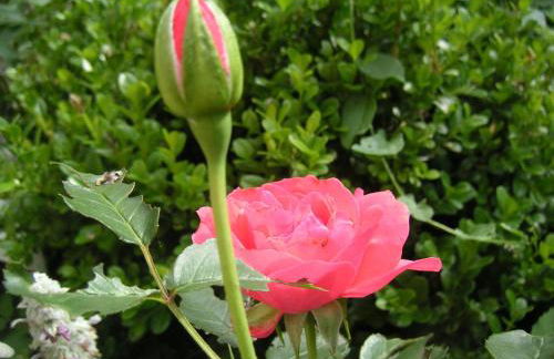 Natur-Aktiv-Hof Thiem - Foto 20