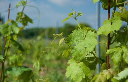 Agriturismo Albarello - Foto 7