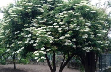 Garden House Ramalde - Foto 12