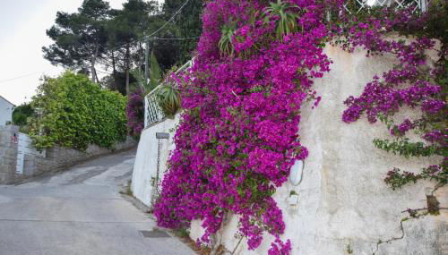 Marina VIP - Foto 2, Garden