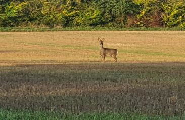 The Granary Stradbroke - Foto 36