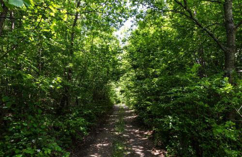 Forest Escape - Foto 48