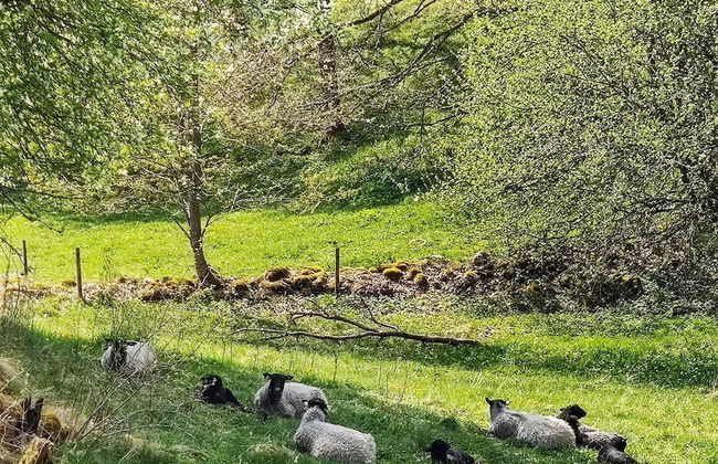 4 Person Holiday Home in Axvall-by Traum - Foto 29