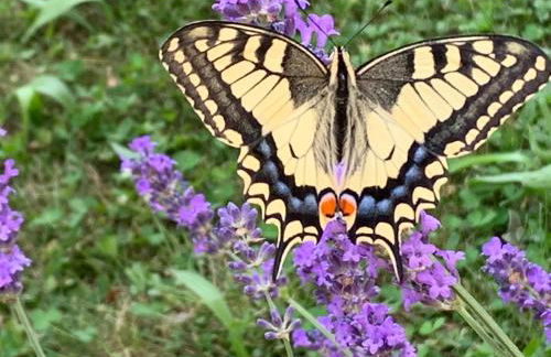 L'oriere des Bois - Foto 36