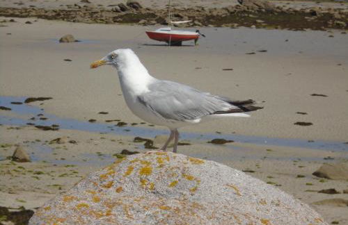La petite bretonne de Tréompan - Foto 12