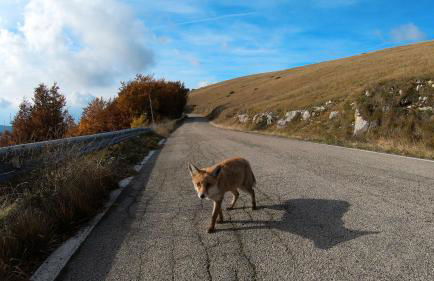 Il Canto degli Uccelli - Foto 36
