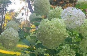 Große Ferienwohnung Hundertwasser am Dreisessel in Altreichenau - Foto 48