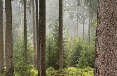 Erzgebirgsglück Jöhstadt EG - Foto 21