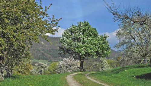 Ferienwohnungen beim Imker - Foto 4