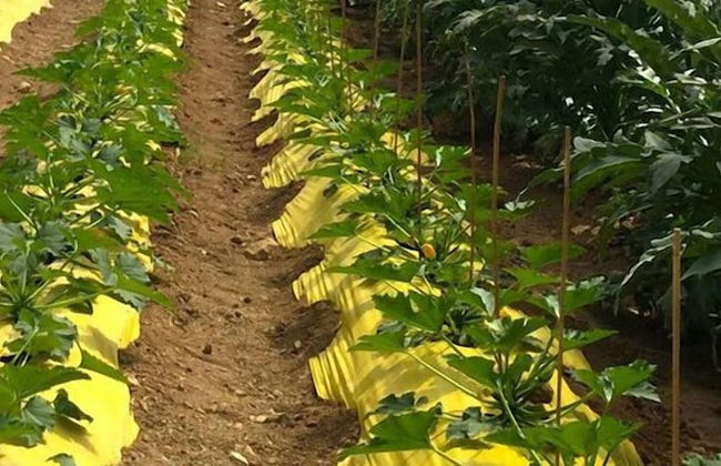 Tenuta Esdra - Foto 60