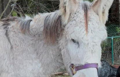 House on Acreage with Farm Animals in Bothell, Close to Seattle Bellevue Kirkland - Foto 39