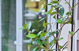 Embassy Corner - Foto 15