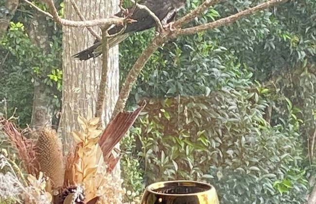 Cabane Tiny Tree House no4 - Foto 20