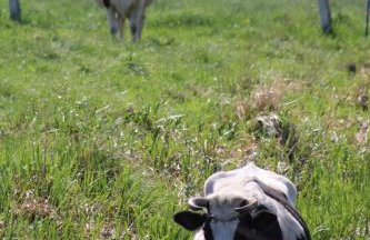 Leśna 21 Dom Południe przy PUSZCZA BIAŁOWIESKA - Foto 54