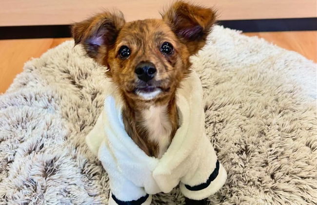 Cribs On The Hill - Foto 68