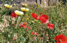 Trullo la perla di pietra - Foto 7
