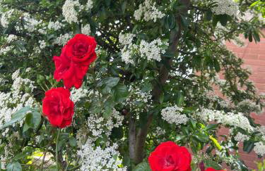 Studio-like room with own entrance - Foto 9