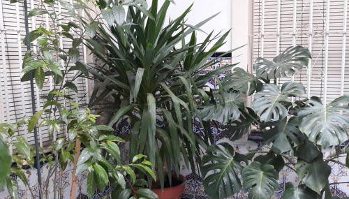 Atico Soleado - Foto 4