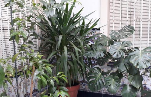 Atico Soleado - Foto 4