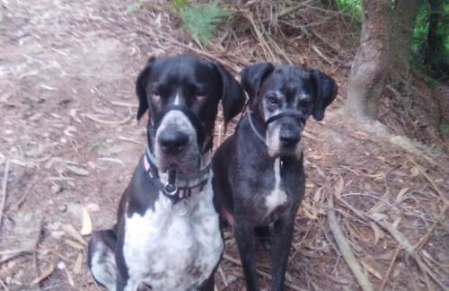 Casa da Viña - Ribeira Sacra - Foto 32