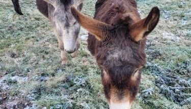 Location 12 personnes SPA pêche chez Mémère Hélène - Foto 2