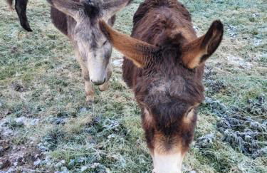 Location 12 personnes SPA pêche chez Mémère Hélène - Foto 2