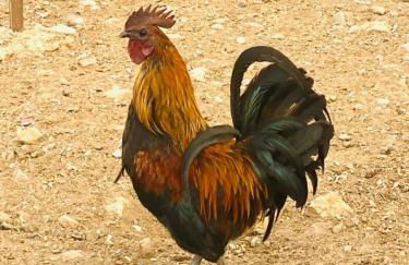 Monte da Figueira - Foto 51