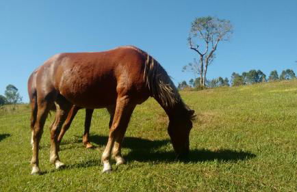 Hotel Fazenda Bandeirantes - Foto 18