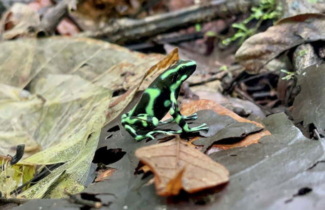 Trilha pela reserva Rainmaker - Foto 4